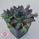 Sempervivum 'Wierdo'