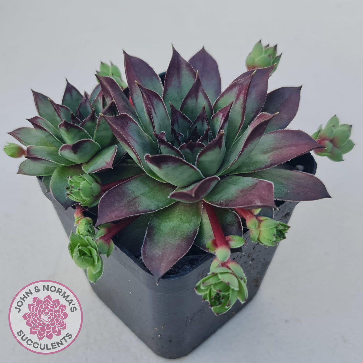 Sempervivum 'Wierdo'