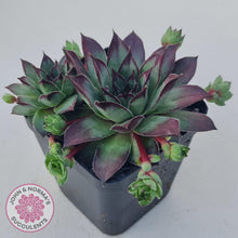 Load image into Gallery viewer, Sempervivum &#39;Wierdo&#39; - John &amp; Norma&#39;s Succulents Australia
