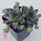 Sempervivum 'Wierdo'