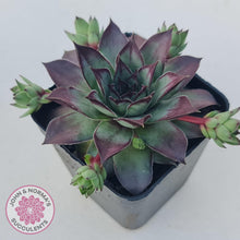 Load image into Gallery viewer, Sempervivum &#39;Wierdo&#39; - John &amp; Norma&#39;s Succulents Australia
