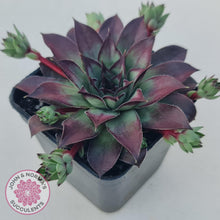 Load image into Gallery viewer, Sempervivum &#39;Wierdo&#39; - John &amp; Norma&#39;s Succulents Australia
