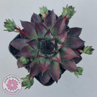 Sempervivum 'Wierdo'
