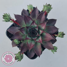 Load image into Gallery viewer, Sempervivum &#39;Wierdo&#39; - John &amp; Norma&#39;s Succulents Australia
