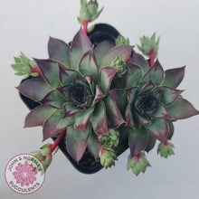 Load image into Gallery viewer, Sempervivum &#39;Wierdo&#39; - John &amp; Norma&#39;s Succulents Australia
