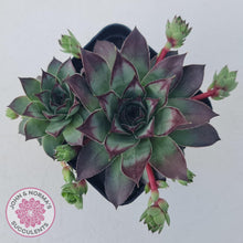 Load image into Gallery viewer, Sempervivum &#39;Wierdo&#39; - John &amp; Norma&#39;s Succulents Australia
