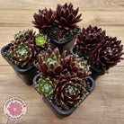 Sempervivum 'Winter Red'