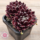 Sempervivum 'Winter Red'