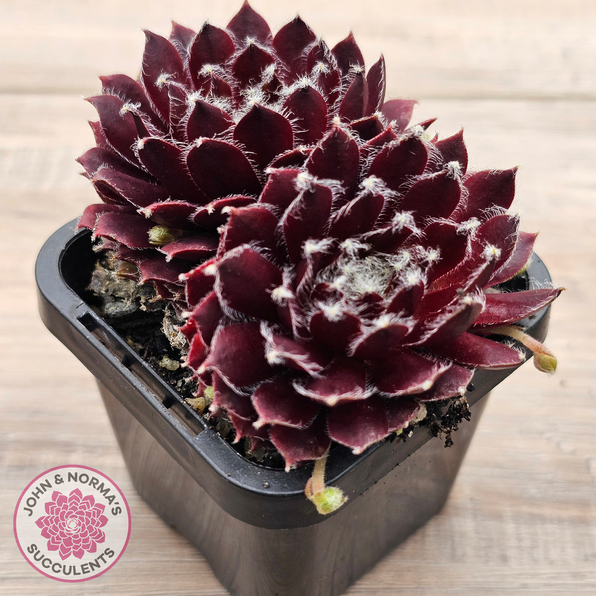 Sempervivum 'Winter Red'