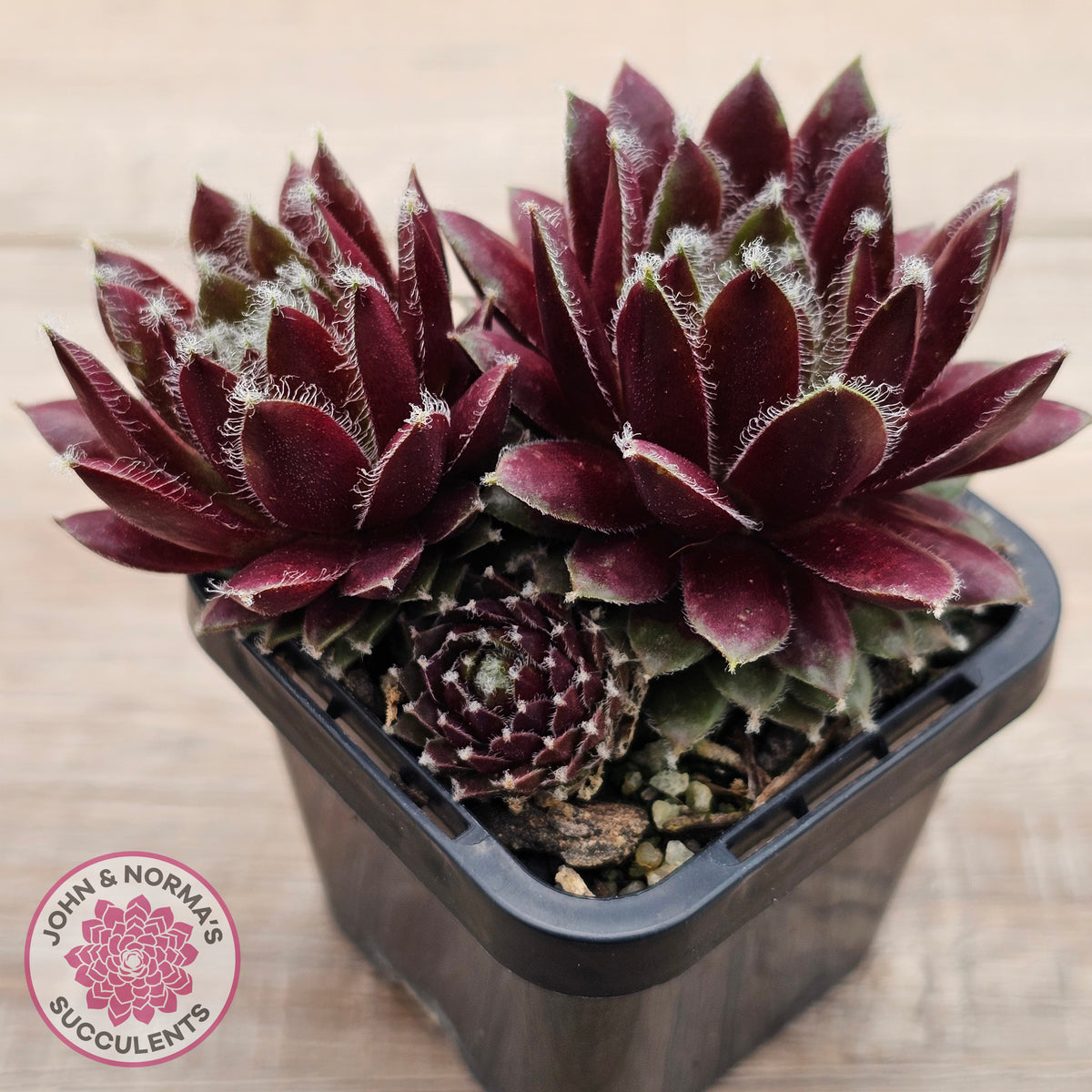 Sempervivum 'Winter Red'