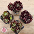 Sempervivum 'Winter Red'