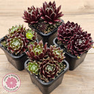 Sempervivum 'Winter Red'