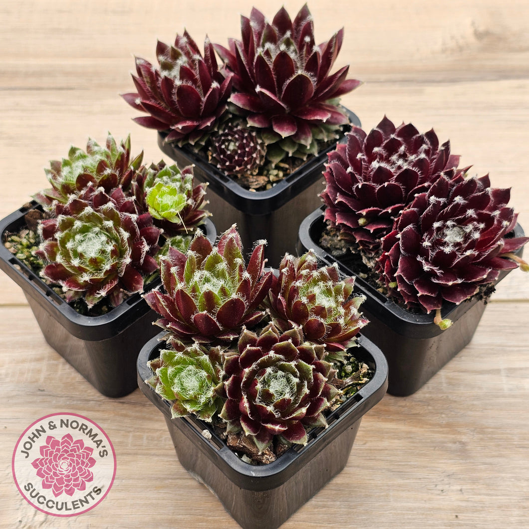 Sempervivum 'Winter Red'