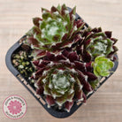 Sempervivum 'Winter Red'