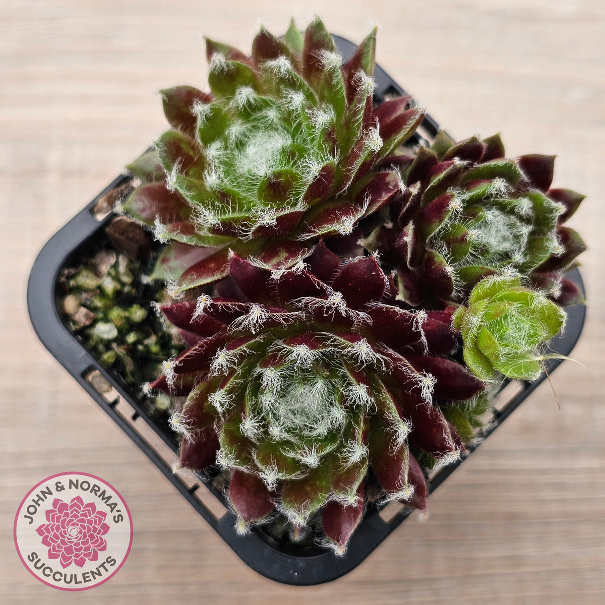 Sempervivum 'Winter Red'