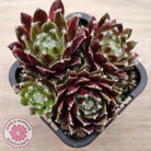 Sempervivum 'Winter Red'