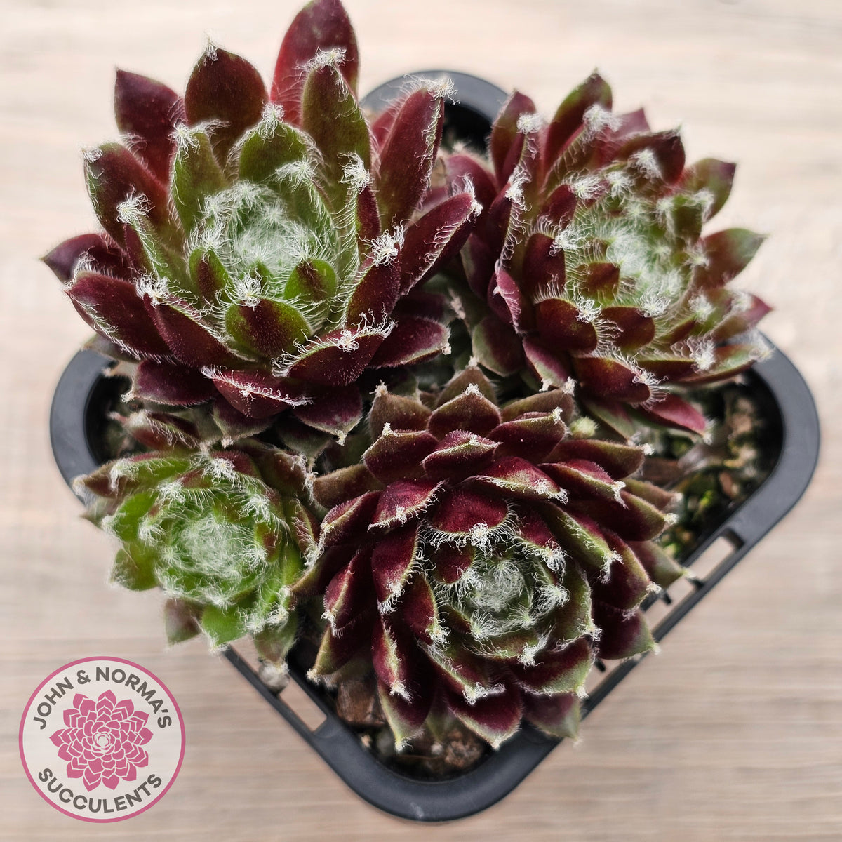 Sempervivum 'Winter Red'