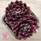 Sempervivum 'Winter Red'