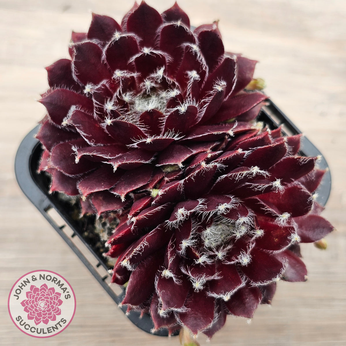 Sempervivum 'Winter Red'