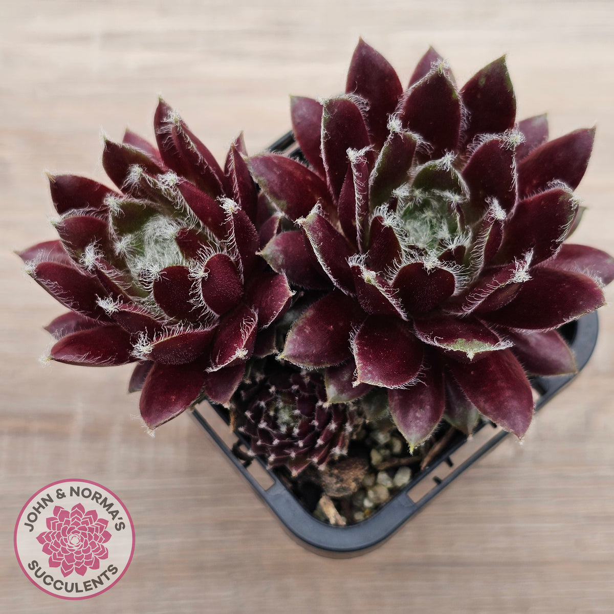Sempervivum 'Winter Red'