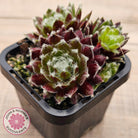 Sempervivum 'Winter Red'