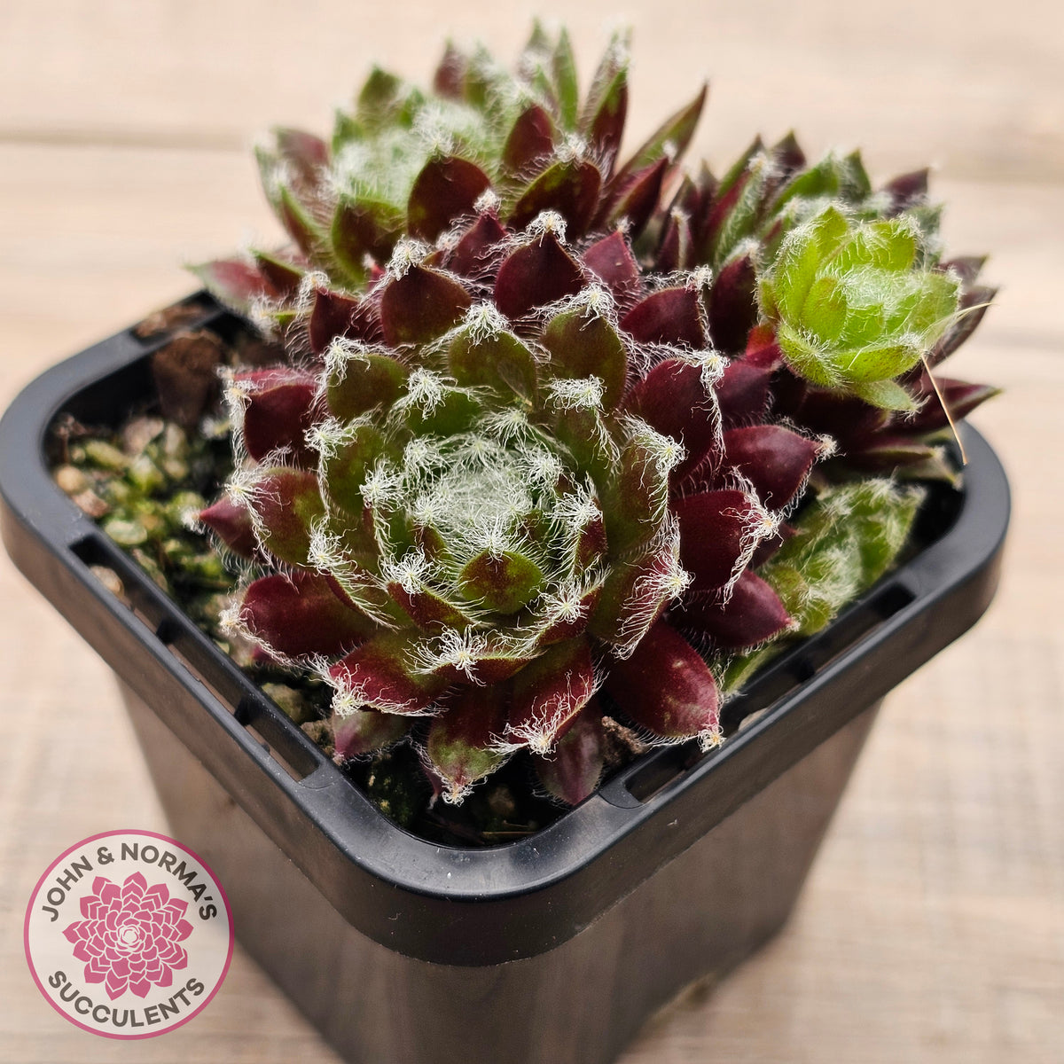 Sempervivum 'Winter Red'