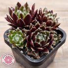 Sempervivum 'Winter Red'