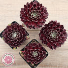 Sempervivum 'Winter Red'