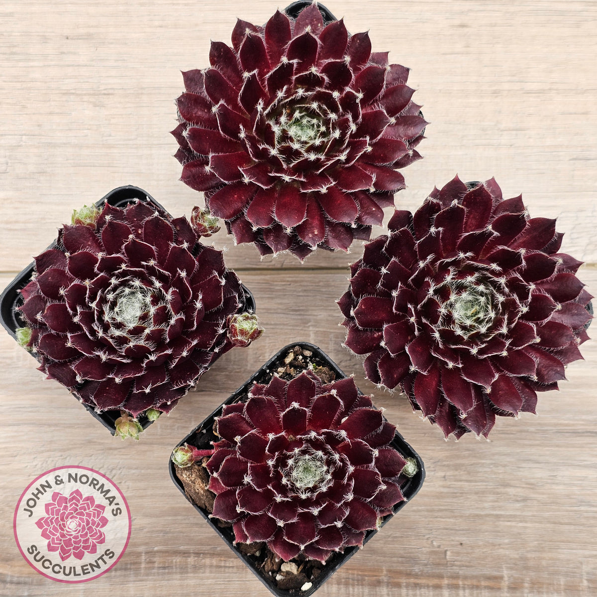 Sempervivum 'Winter Red'