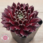 Sempervivum 'Winter Red'