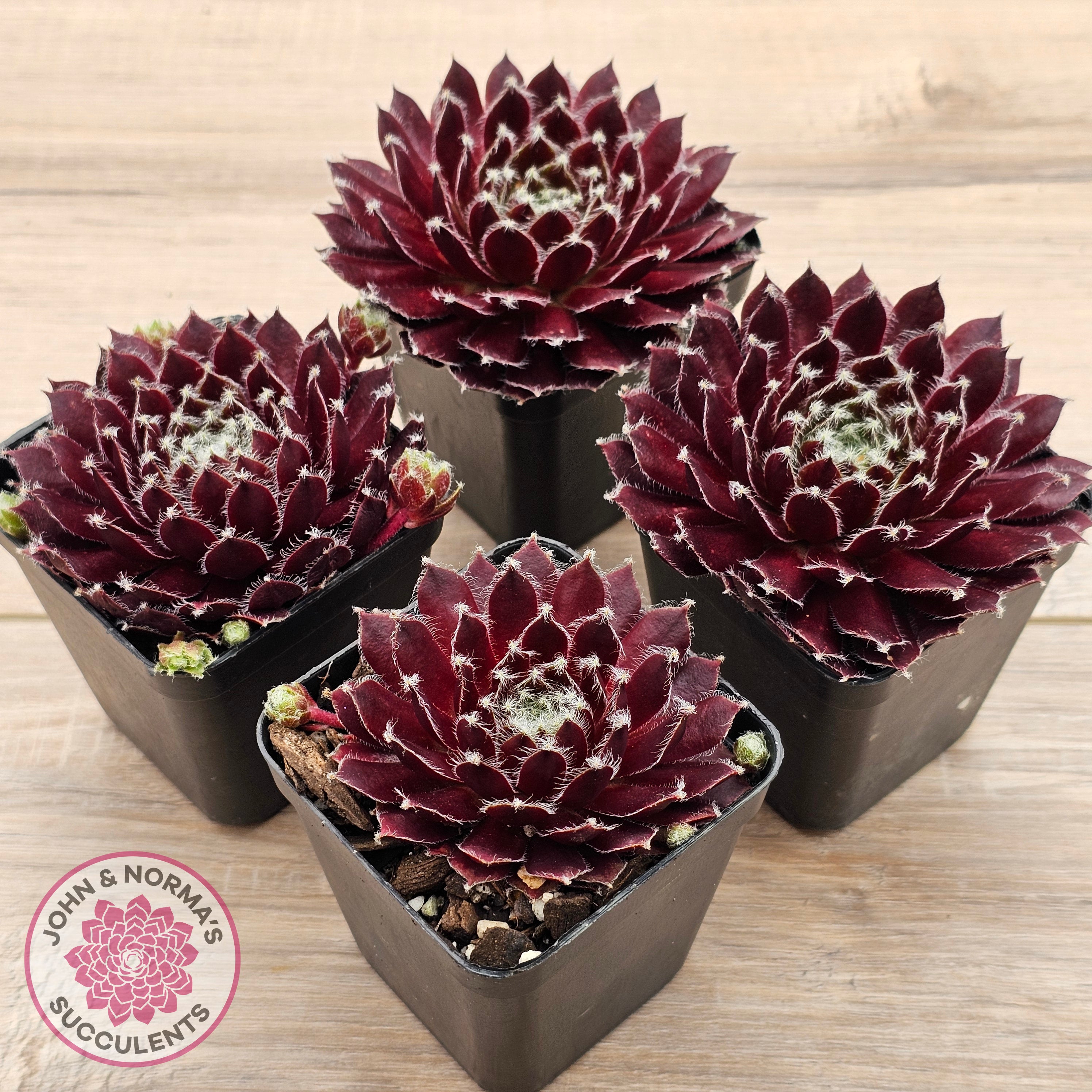 burgundy succulent plant Buy Sempervivum 'Winter Red' Australia