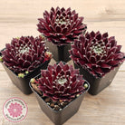 Sempervivum 'Winter Red'