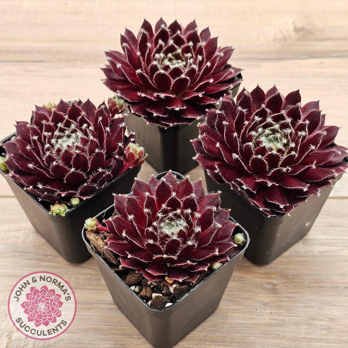 Sempervivum 'Winter Red'