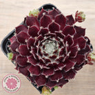 Sempervivum 'Winter Red'