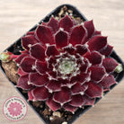 Sempervivum 'Winter Red'
