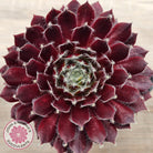Sempervivum 'Winter Red'