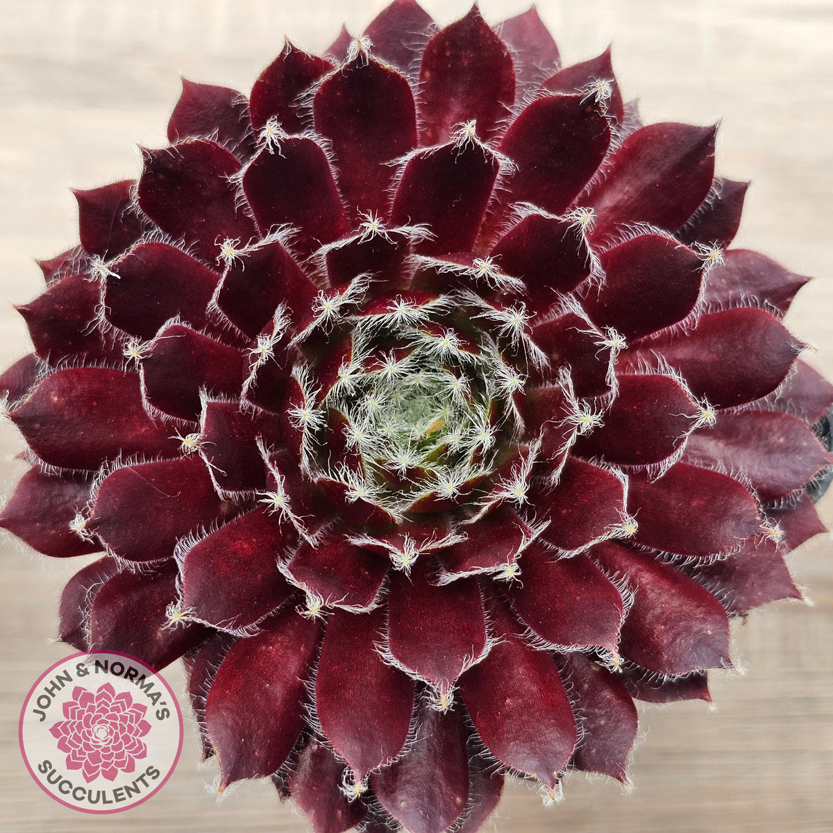 Sempervivum 'Winter Red'