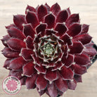 Sempervivum 'Winter Red'