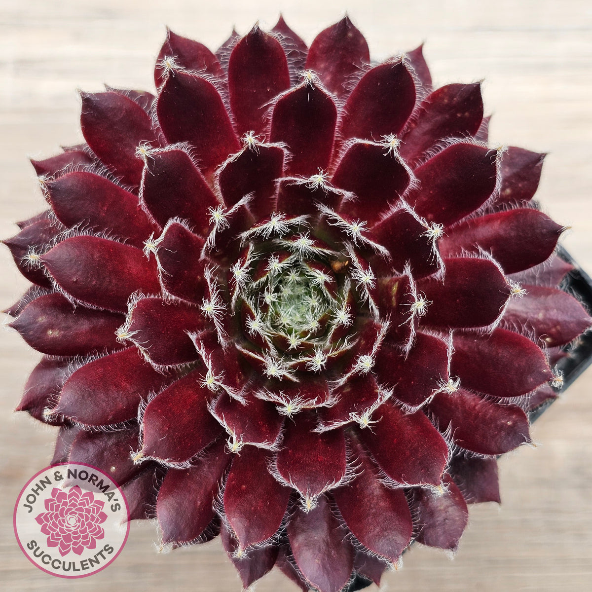 Sempervivum 'Winter Red'