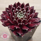 Sempervivum 'Winter Red'