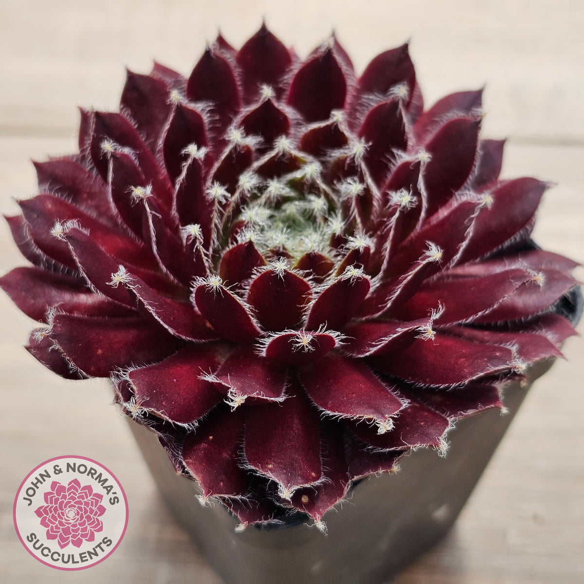 Sempervivum 'Winter Red'