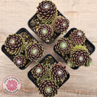 Sempervivum arachnoideum 'Tiny Tots'