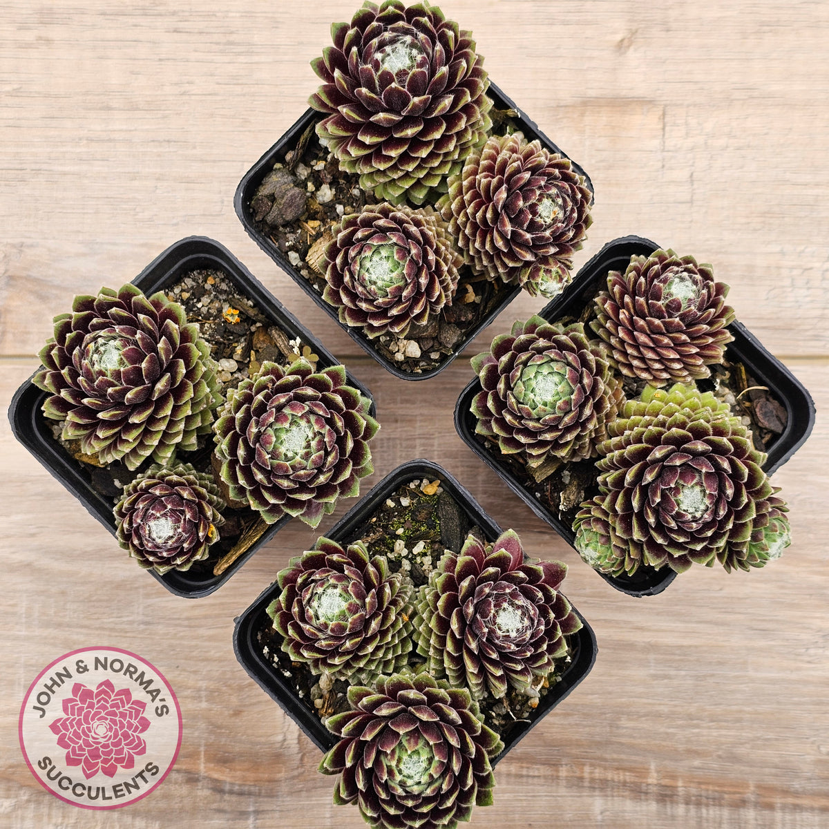Sempervivum arachnoideum 'Tiny Tots'