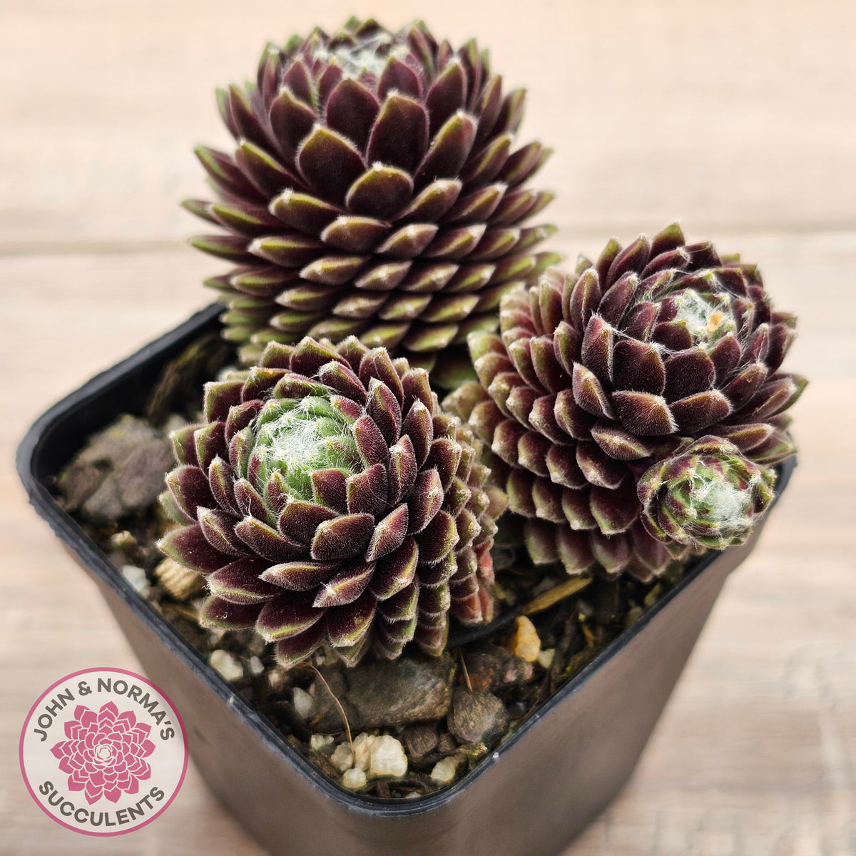 Sempervivum arachnoideum 'Tiny Tots'