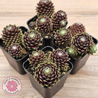 Sempervivum arachnoideum 'Tiny Tots'