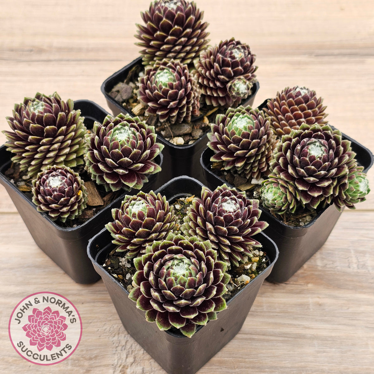 Sempervivum arachnoideum 'Tiny Tots'