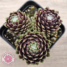 Sempervivum arachnoideum 'Tiny Tots'