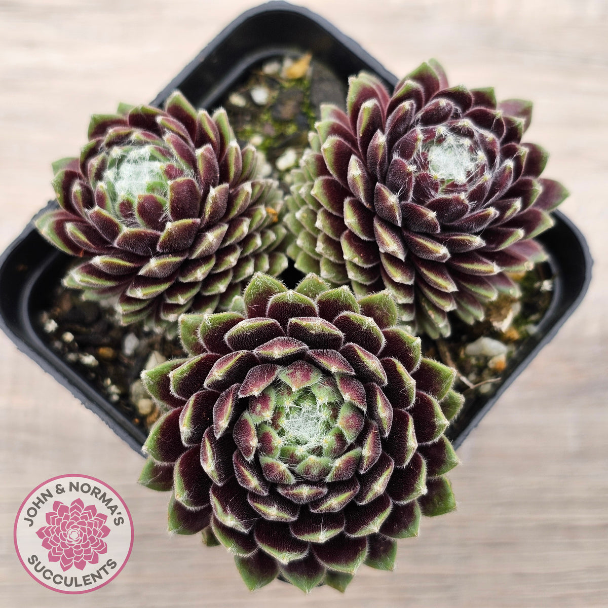Sempervivum arachnoideum 'Tiny Tots'