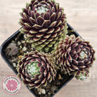 Sempervivum arachnoideum 'Tiny Tots'