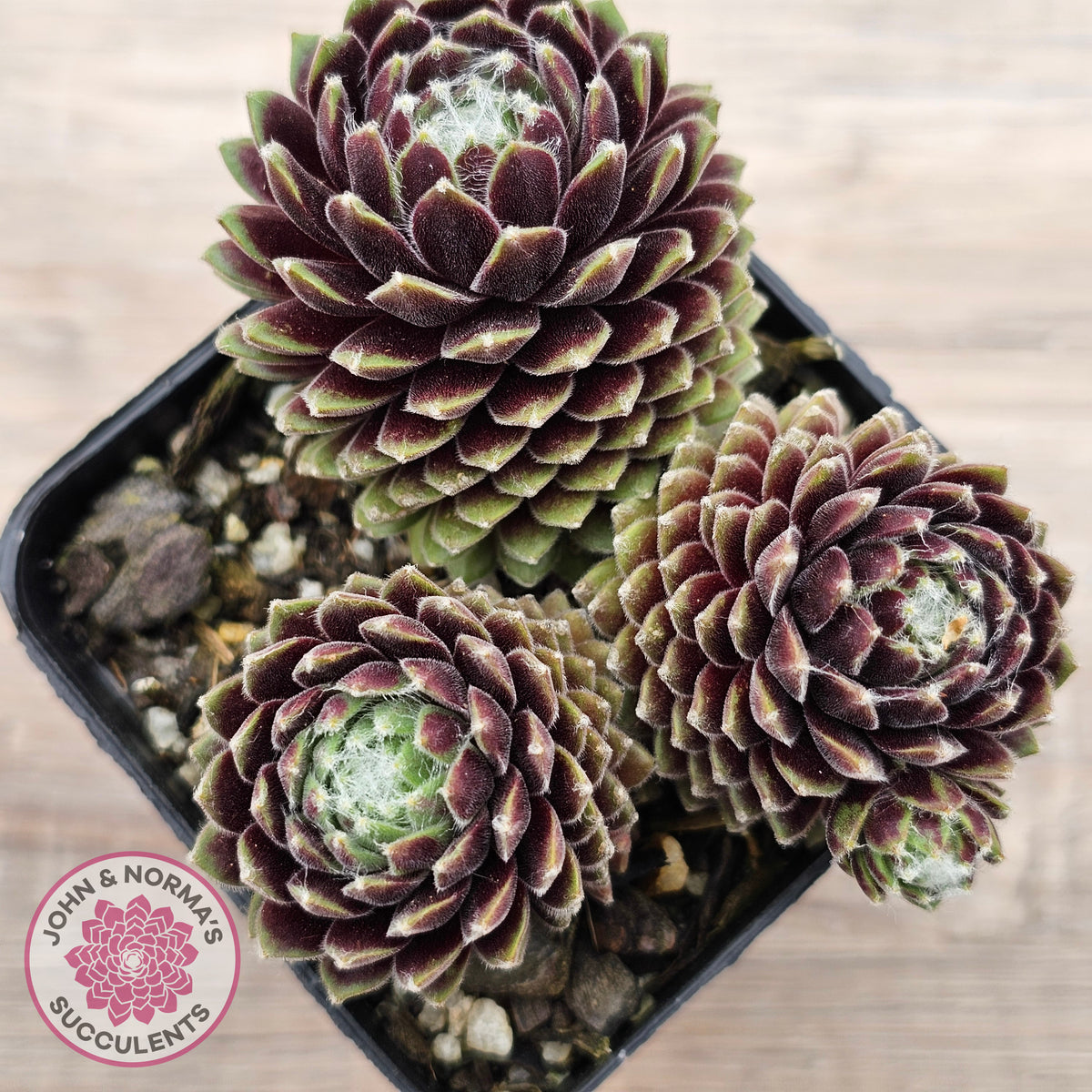 Sempervivum arachnoideum 'Tiny Tots'